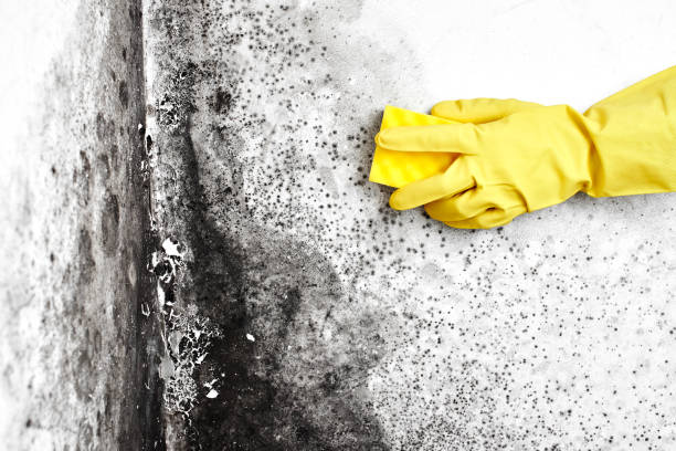 Best Residential Mold Remediation in Mount Pleasant, UT