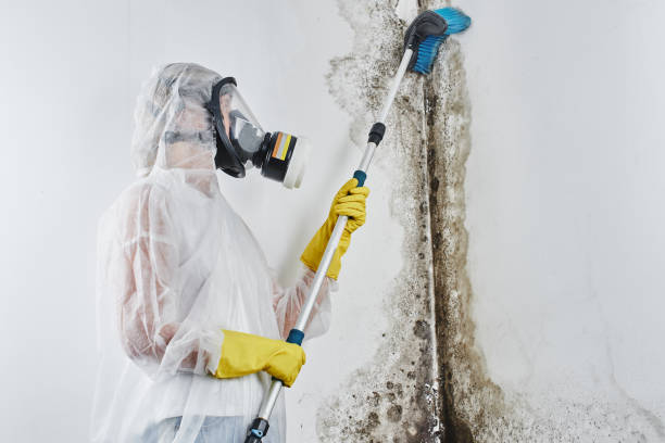 Best Localized Mold Remediation (e.g., coastal areas, humid climates) in Mount Pleasant, UT