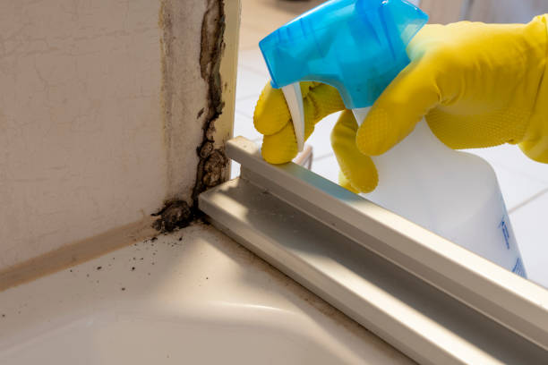 Best Black Mold Remediation in Mount Pleasant, UT