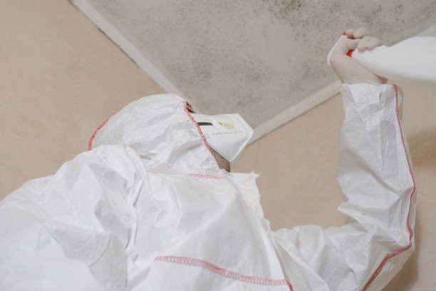 Best Insurance-Related Mold Remediation in Mount Pleasant, UT
