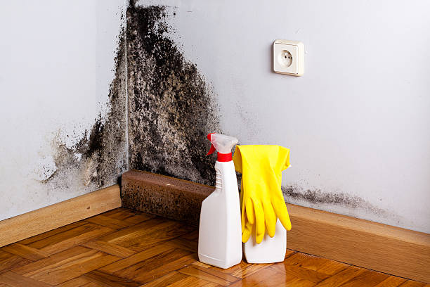 Best Industrial Mold Remediation in Mount Pleasant, UT